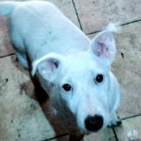 Adorables chiots jack russel #2