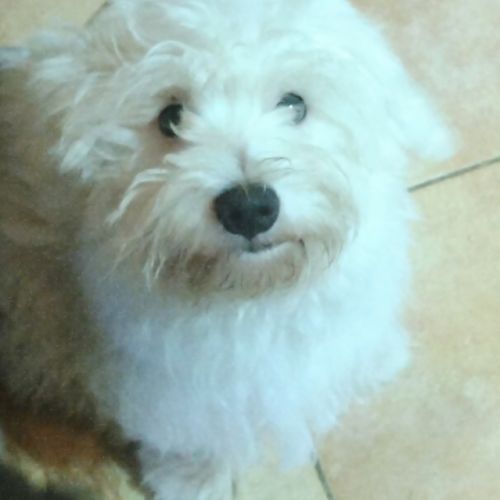 Magnifiqe chiot bichon maltais