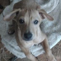 Sympathique chiot pinscher nain