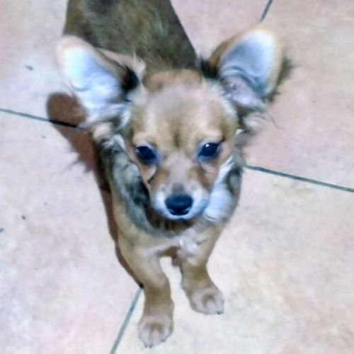 Adorables chihuahua male, femelle #0