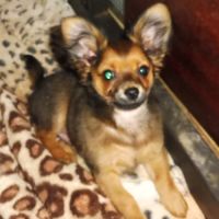 Adorables chihuahua male, femelle #1