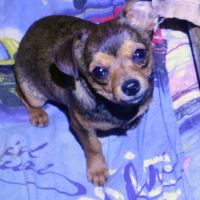 Adorables chihuahua male, femelle #2