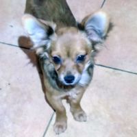 Adorables chihuahua male, femelle