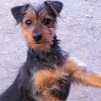 Adorables croises yorkshire