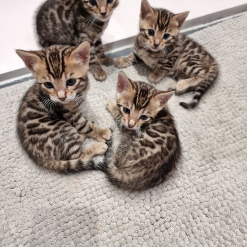 Chaton bengal loof #1