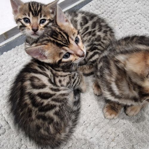 Chaton bengal loof #3