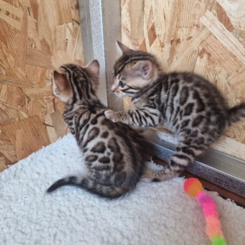 Chaton bengal loof #6