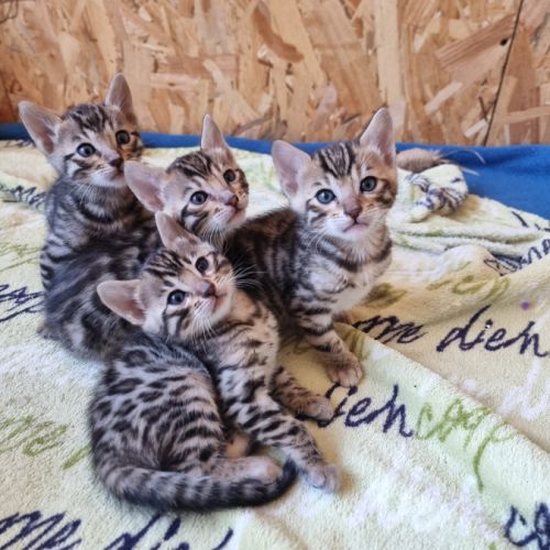 Chaton bengal loof #0