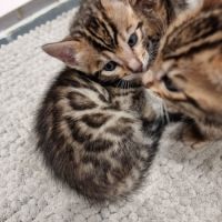Chaton bengal loof #2