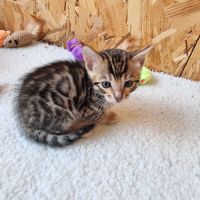 Chaton bengal loof #4