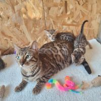 Chaton bengal loof #5