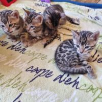 Chaton bengal loof #7