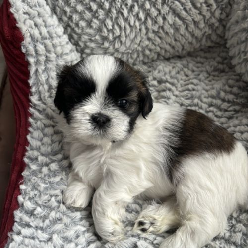 Adorables shih-tzu à réserver #0