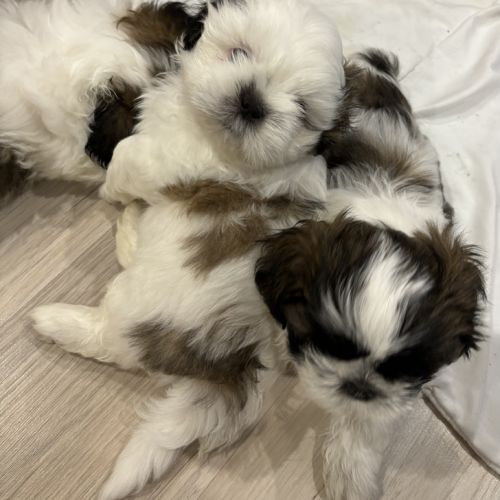 Adorables shih-tzu à réserver #2