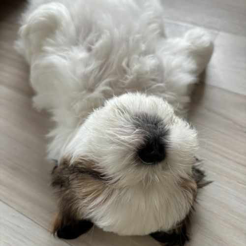 Adorables shih-tzu à réserver #3