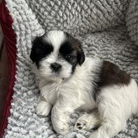 Adorables shih-tzu à réserver