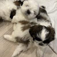 Adorables shih-tzu à réserver #2