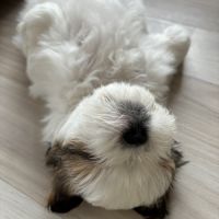 Adorables shih-tzu à réserver #3