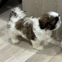 Adorables shih-tzu à réserver #4