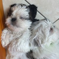 Adorables shih-tzu à réserver #5