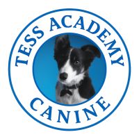 Comportementaliste et éducateur canin