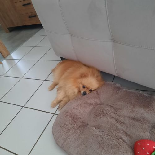 Spitz nain pomeranian male 10 ans #1