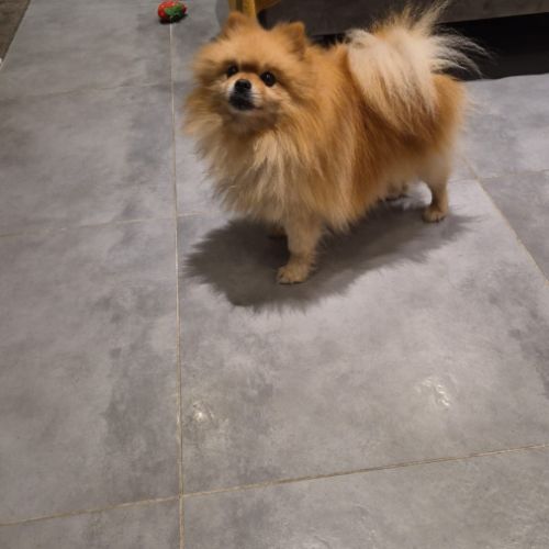 Spitz nain pomeranian male 10 ans #3