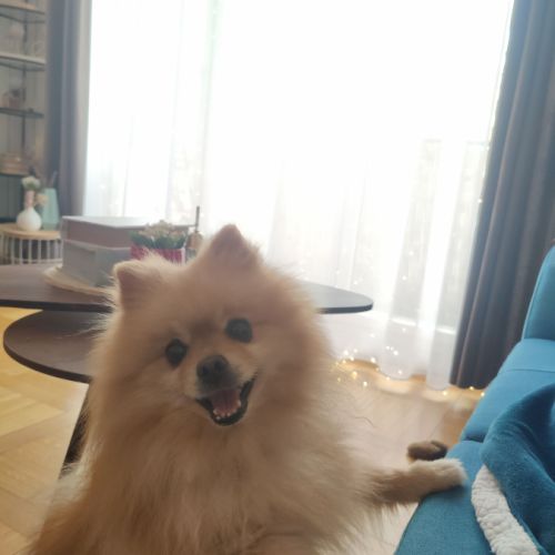 Spitz nain pomeranian male 10 ans #6