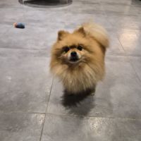Spitz nain pomeranian male 10 ans #2