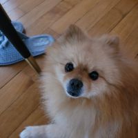 Spitz nain pomeranian male 10 ans #4