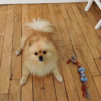 Spitz nain pomeranian male 10 ans