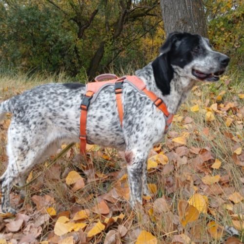 Miku❤️ – 4 ans – une chienne en or à adopter ! #3