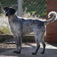Miku❤️ – 4 ans – une chienne en or à adopter ! #2