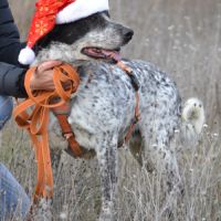 Miku❤️ – 4 ans – une chienne en or à adopter ! #4