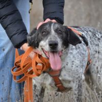 Miku❤️ – 4 ans – une chienne en or à adopter ! #0