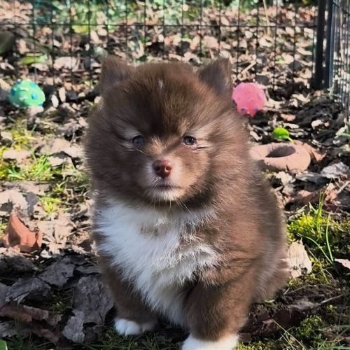 Chiot femelle pomsky f4 à réserver #1