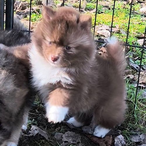 Chiot femelle pomsky f4 à réserver #3