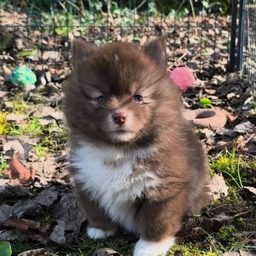 Chiot femelle pomsky f4 à réserver #5