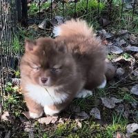 Chiot femelle pomsky f4 à réserver
