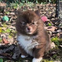 Chiot femelle pomsky f4 à réserver #5