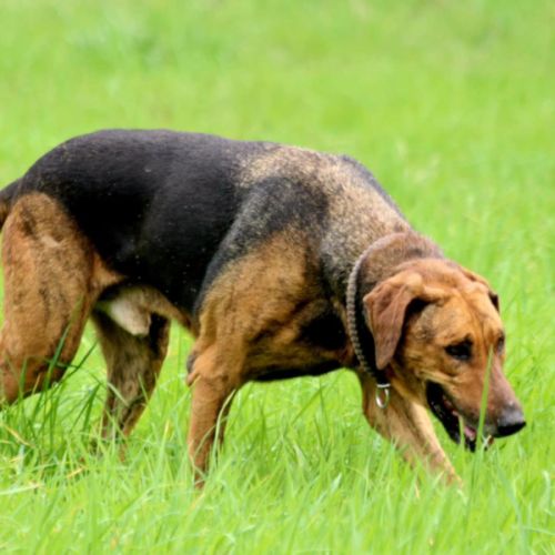 Thor – magnifique croisé berger allemand – 6 ans #1