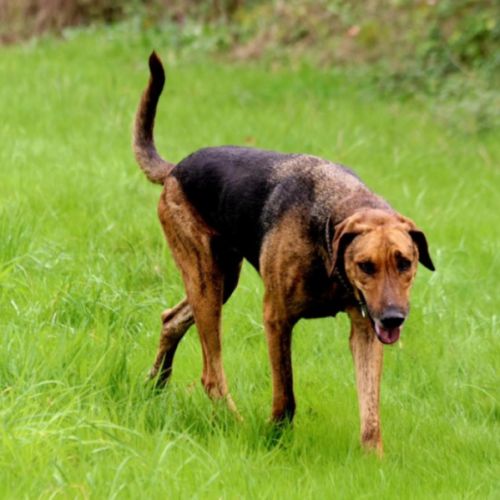 Thor – magnifique croisé berger allemand – 6 ans