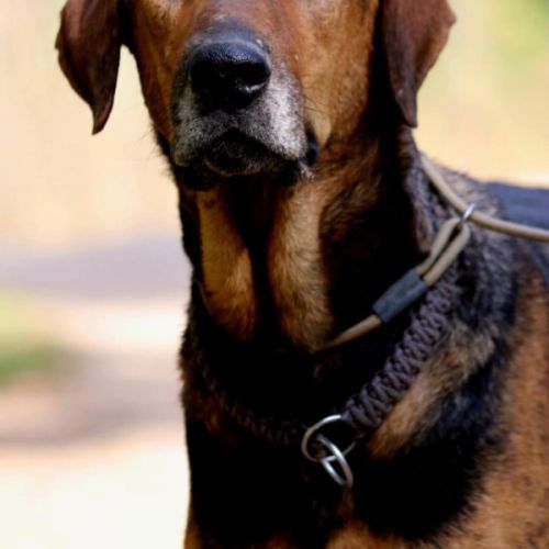 Thor – magnifique croisé berger allemand – 6 ans #4