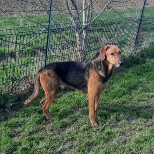 Thor – magnifique croisé berger allemand – 6 ans #5
