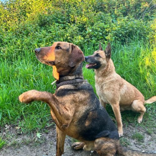 Thor – magnifique croisé berger allemand – 6 ans #7