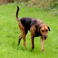 Thor – magnifique croisé berger allemand – 6 ans #0