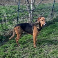Thor – magnifique croisé berger allemand – 6 ans #5