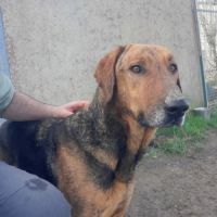 Thor – magnifique croisé berger allemand – 6 ans #6