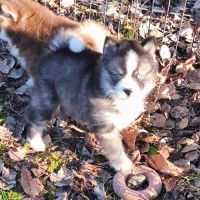 Chiot mâle pomsky f4 à réserver #1