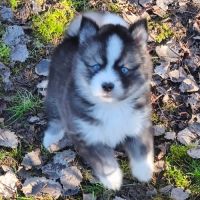Chiot mâle pomsky f4 à réserver #2